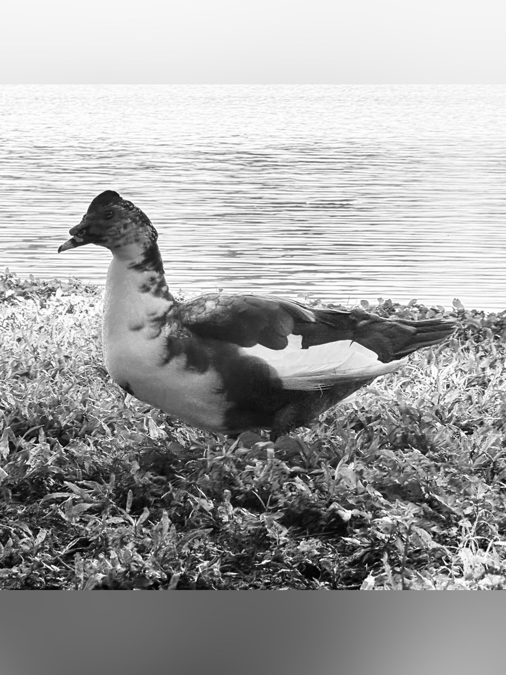 Duck  White and Brown -original photo 9x12